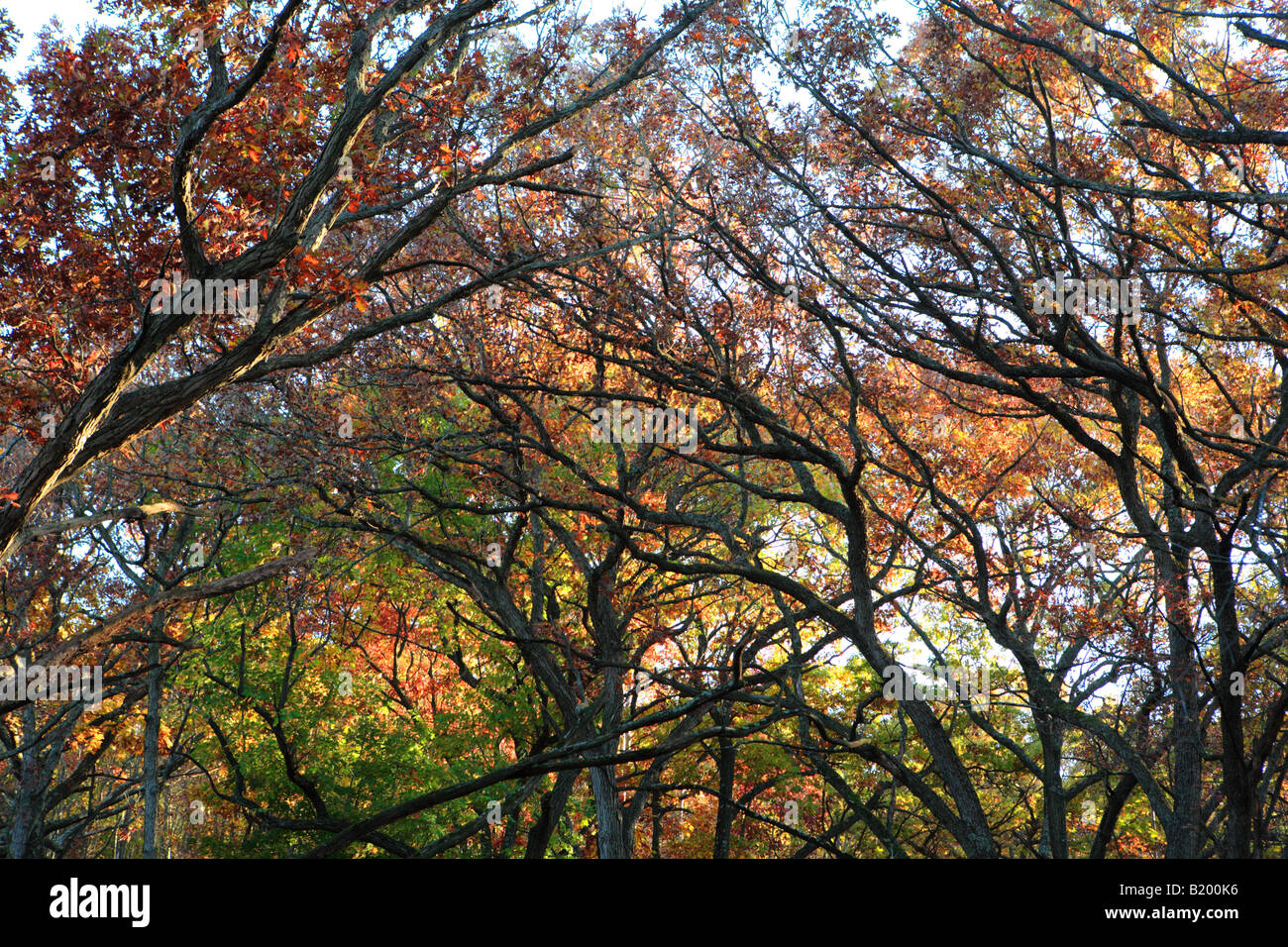 Autunno boschi tra est e strada Kettle Moraine DRIVE IN Kettle Moraine la foresta di stato unità meridionale WALWORTH COUNTY WISCONS Foto Stock