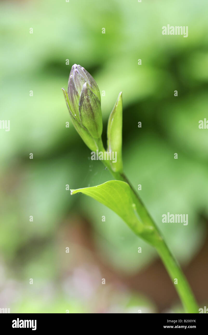 Hosta germoglio di fiore in primavera Foto Stock