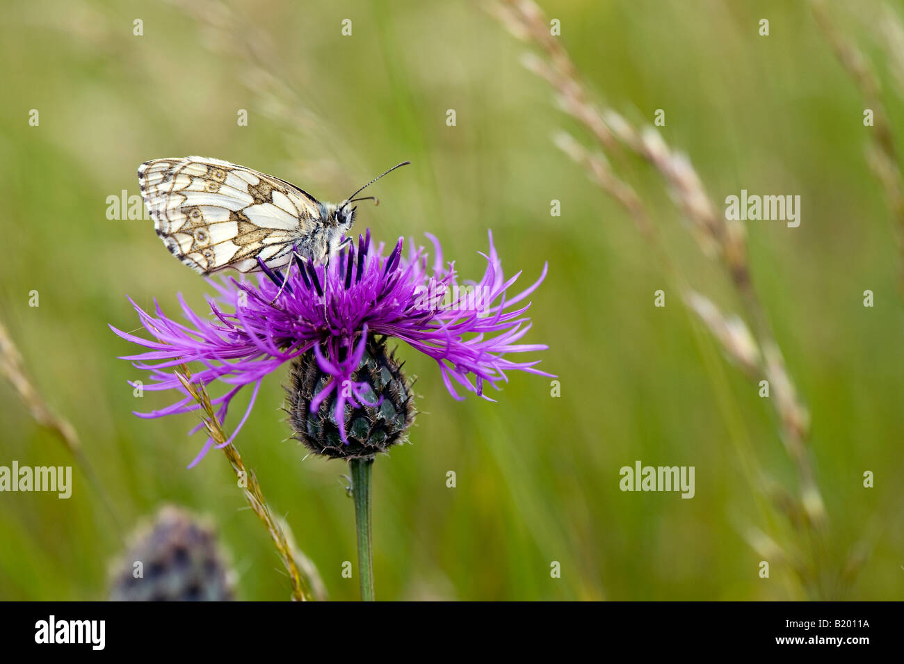 In marmo farfalla bianca su una centaurea fiore nella campagna inglese Foto Stock