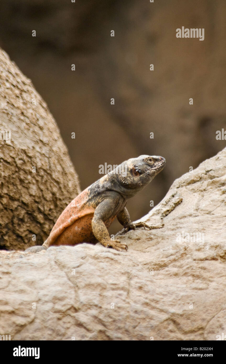 Lizard Stellio AGAMA SA Foto Stock