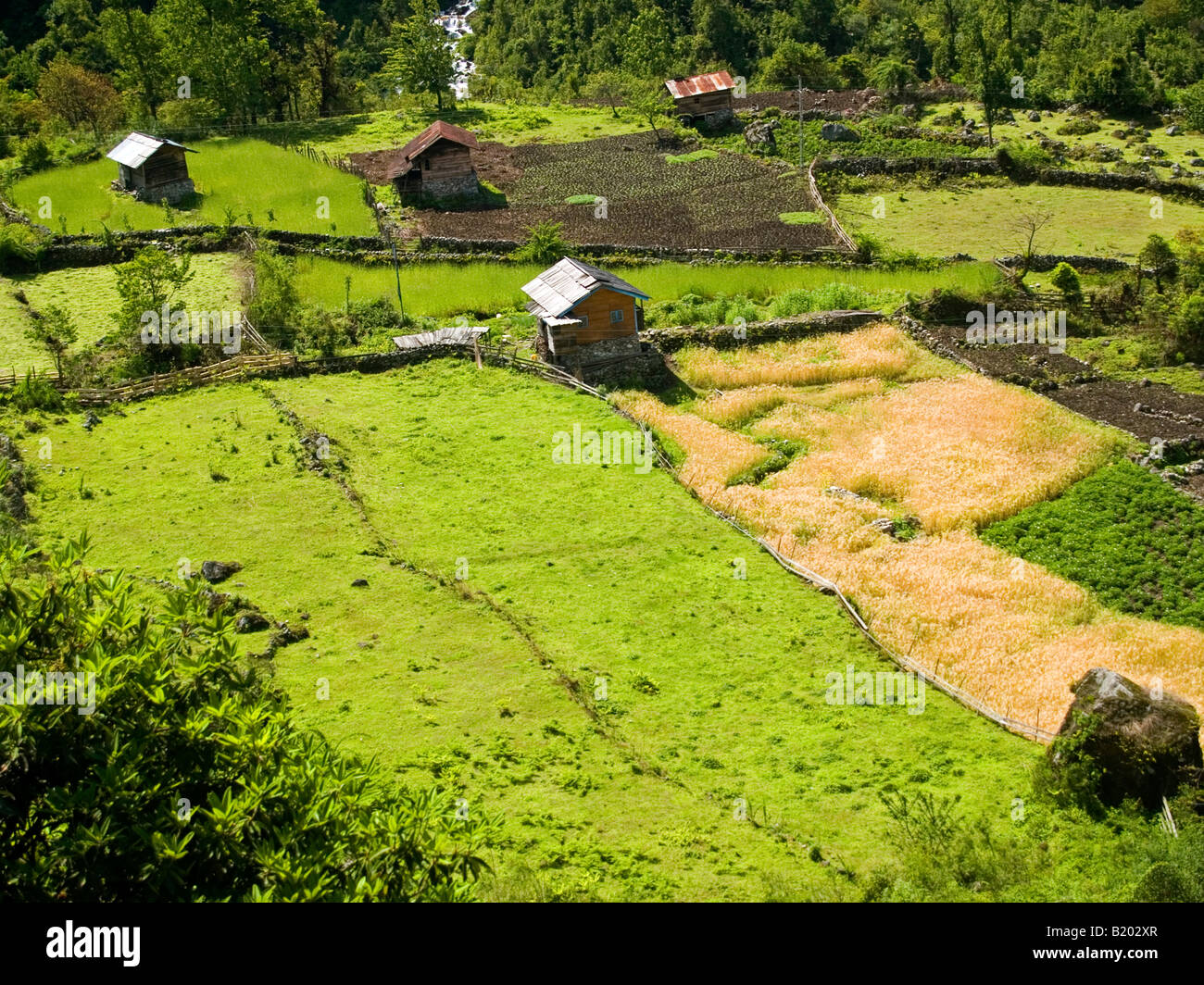 Il grano e campi di miglio a nord del Sikkim in India Foto Stock