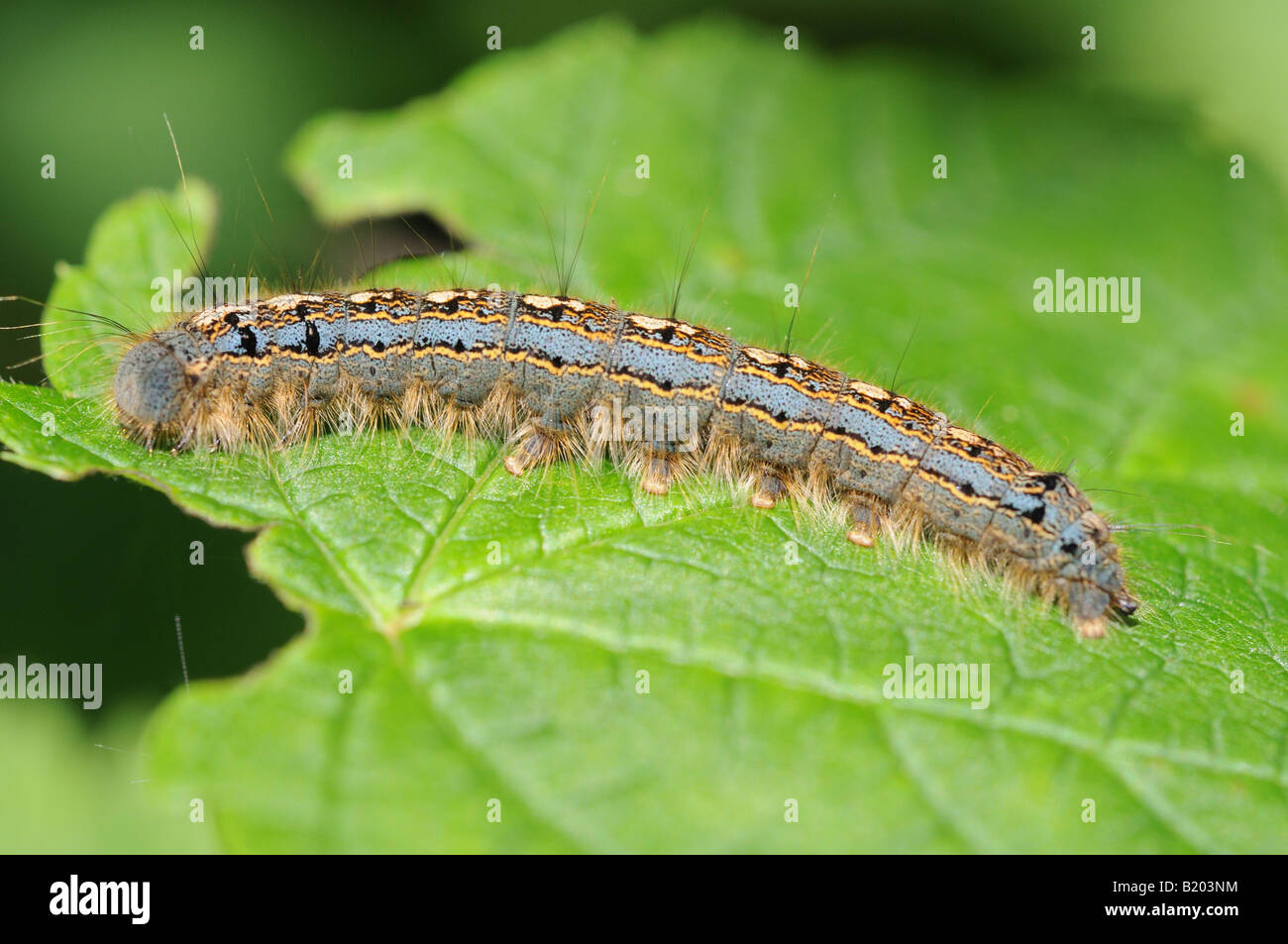 Una bella multi-colore di bruco strisciare su una foglia con leggermente mangiato i bordi. Foto Stock