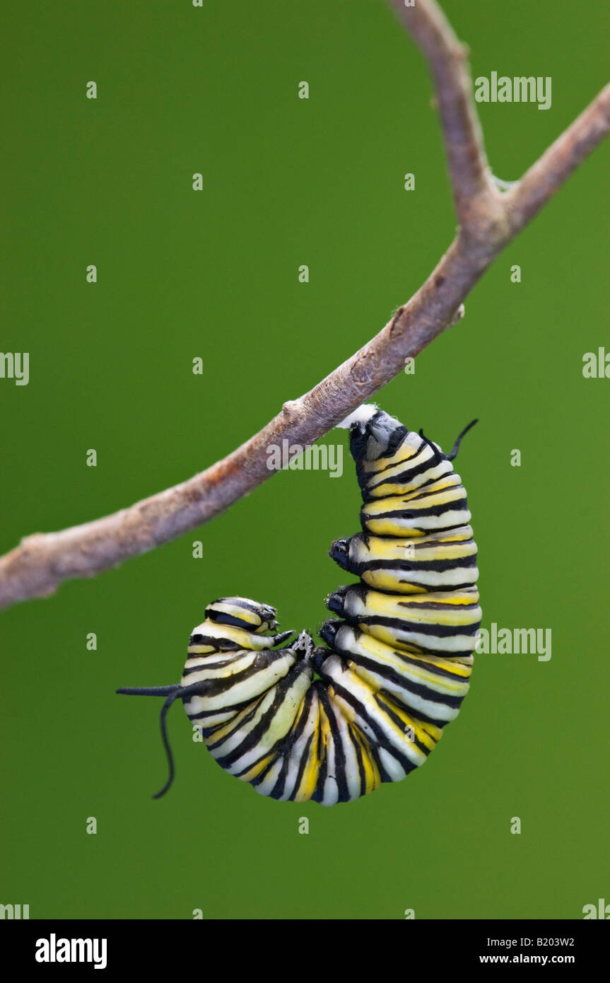 Farfalla monarca Caterpillar inizio a Pupate Foto Stock
