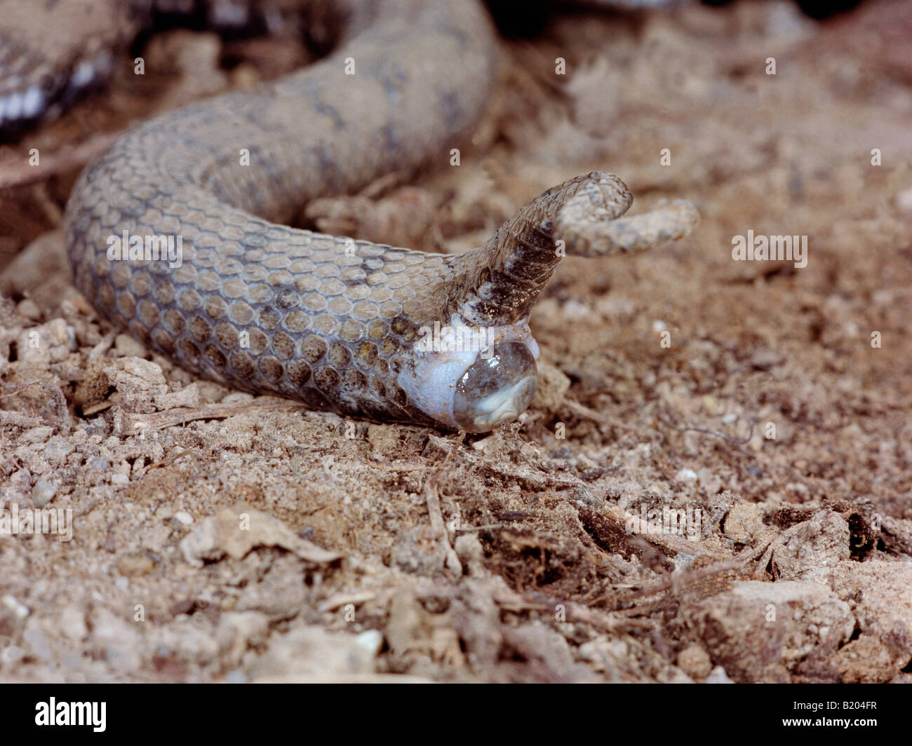 Vipere aspi Aspisviper vipera comune Vipera aspis parto piccole vipere accouchement animali Asp Aspic Viper Viper Aspisvipern Eur Foto Stock