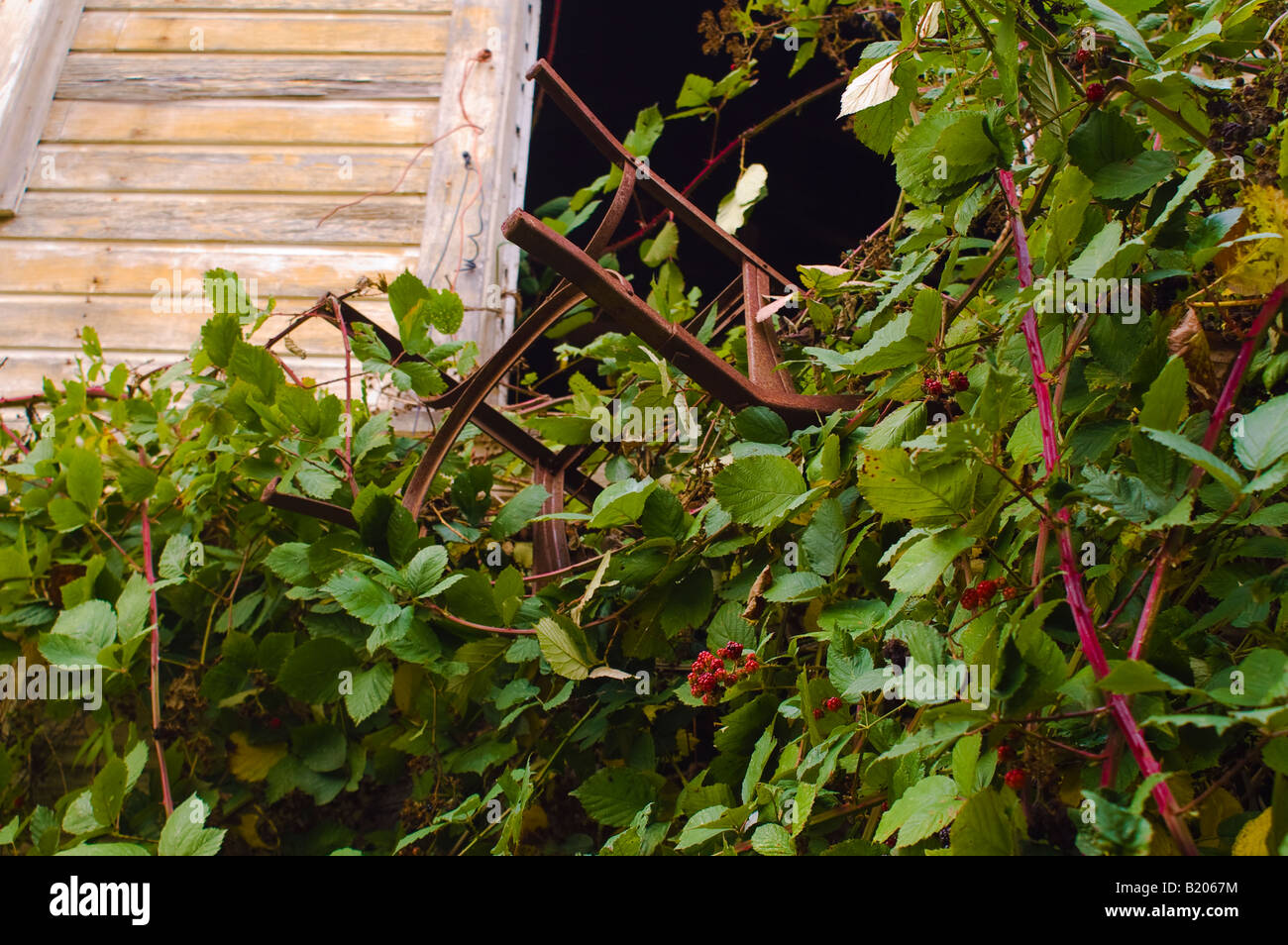 Sedia catturati nella Ivy su abbandonato barn Foto Stock
