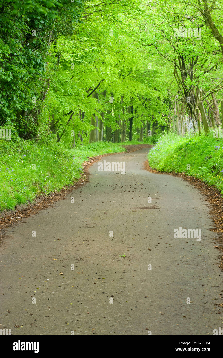 Corsia stretta attraverso il legno di faggio. Regno Unito Foto Stock