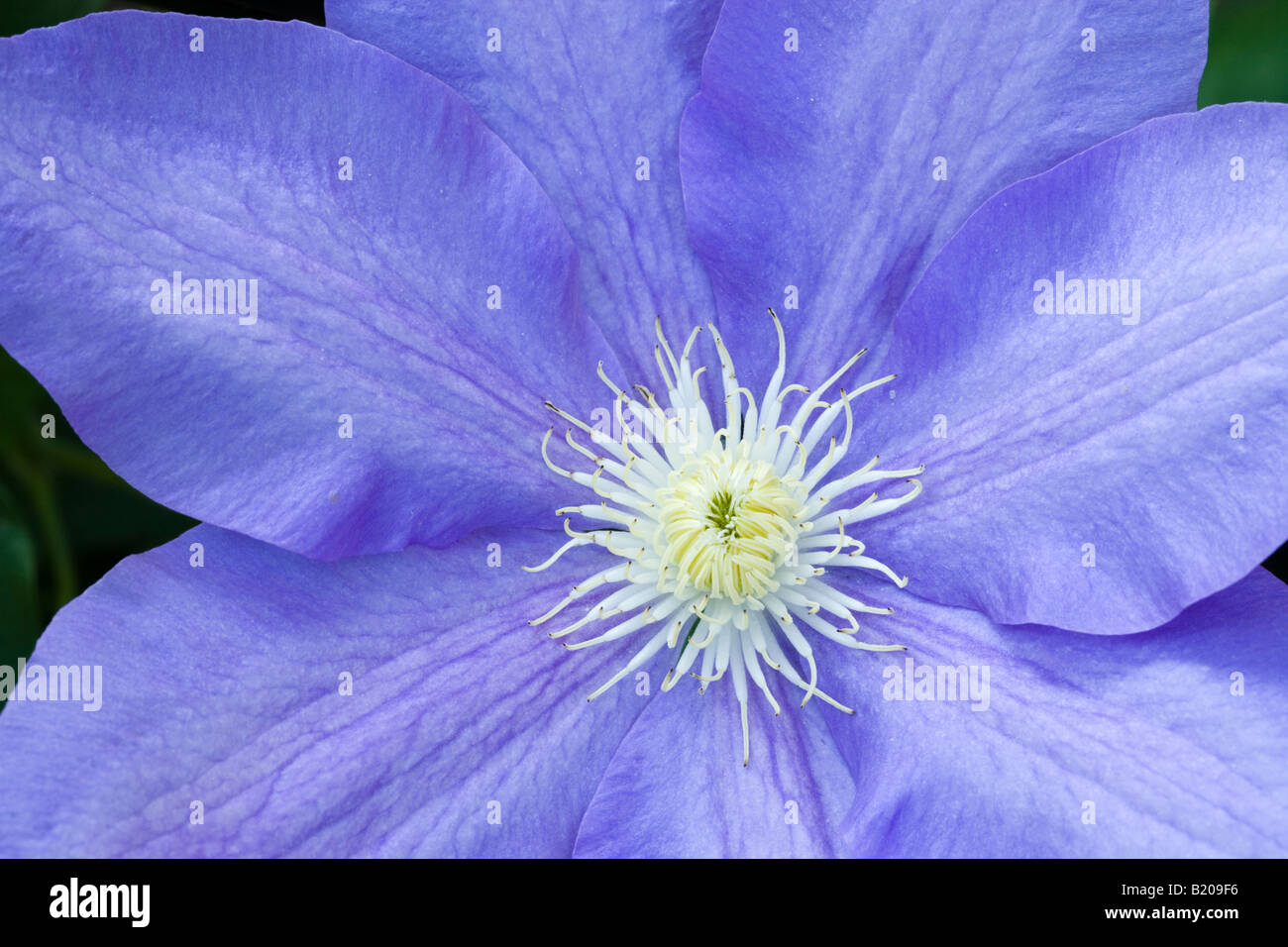 Close up di Clematis H.F. Giovani Foto Stock Close up di Clematis H.F. Giovani Foto Stock