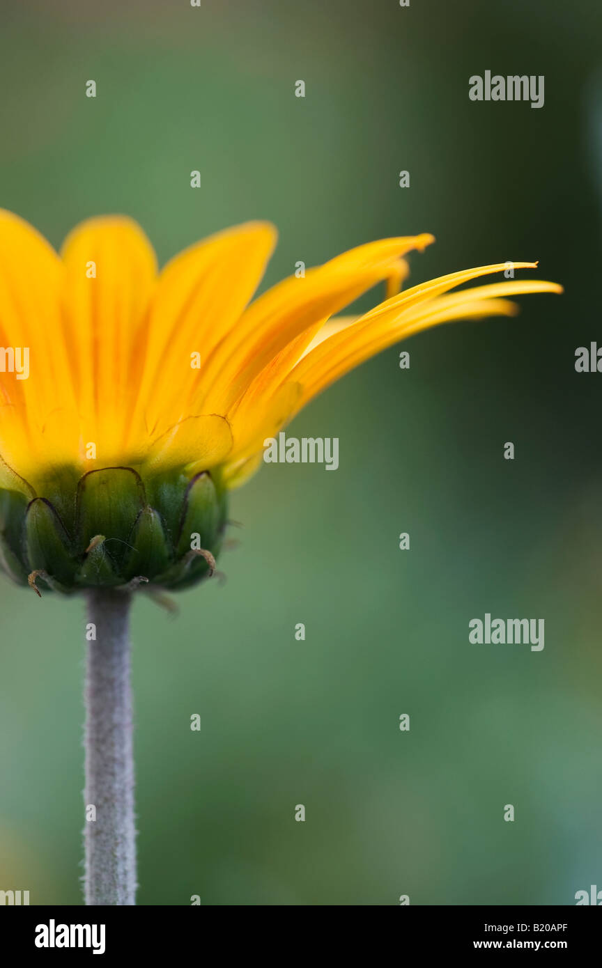 Gazania rigens 'Red Stripe". Tesoro fiore 'Red Stripe". Lo spuntar del giorno' serie Foto Stock