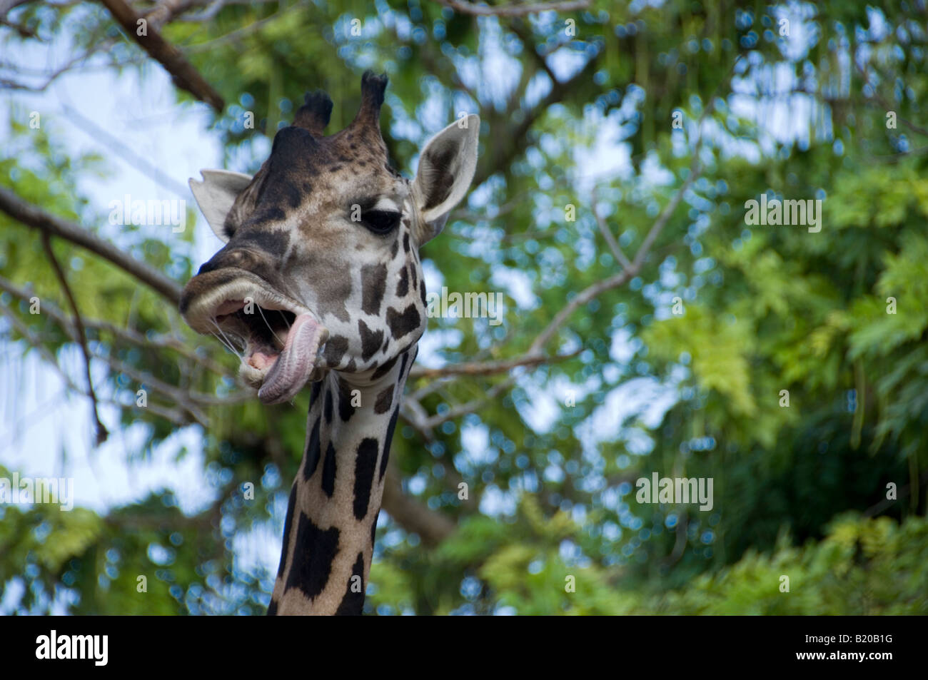 Giraffa che sbadiglia Foto Stock