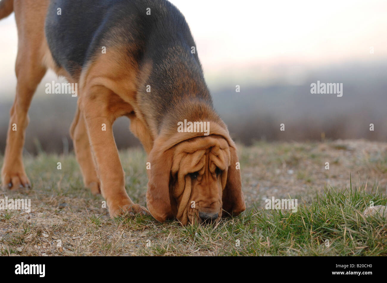 Bloodhound a caccia di persona persa Foto Stock