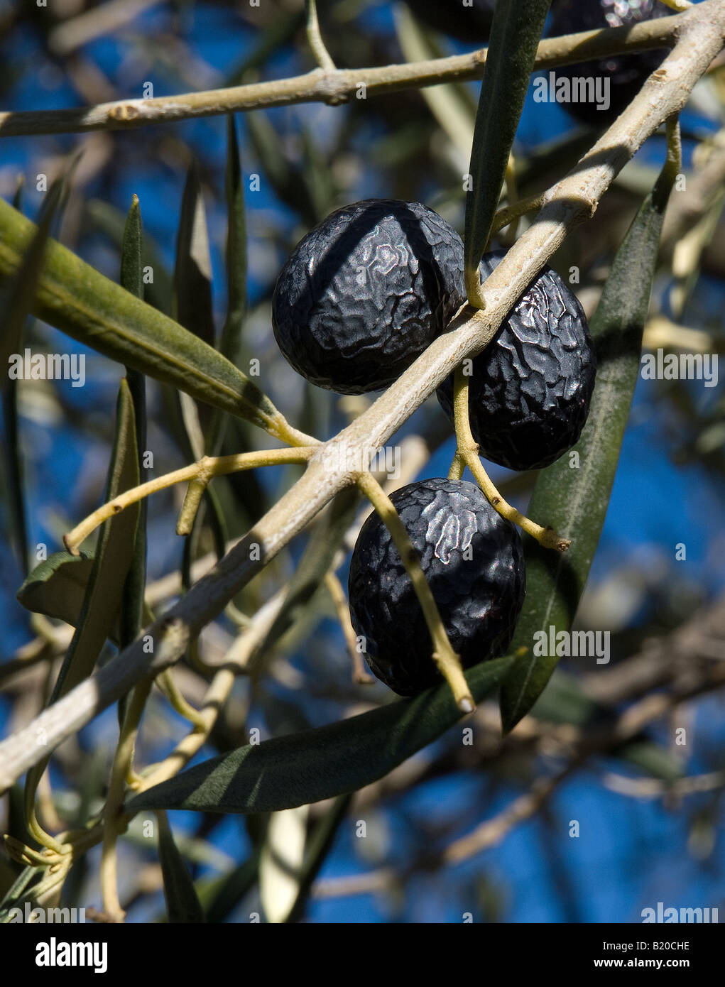 Hojiblancos - il più importante di olio di oliva di produzione di varietà in Malaga, Andalusia. Foto Stock