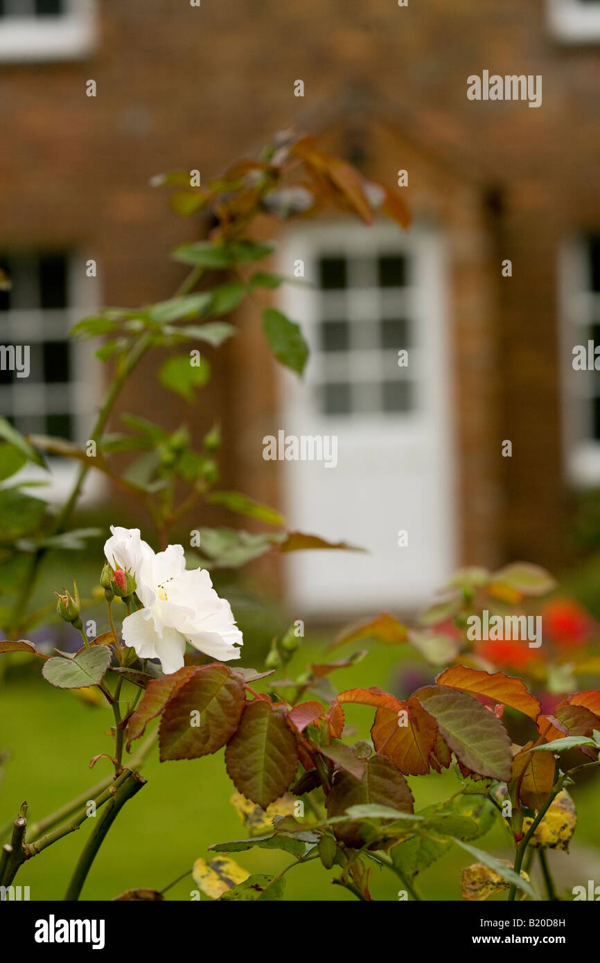 Rosa bianca fioritura in un paese giardino nel Buckinghamshire Foto Stock