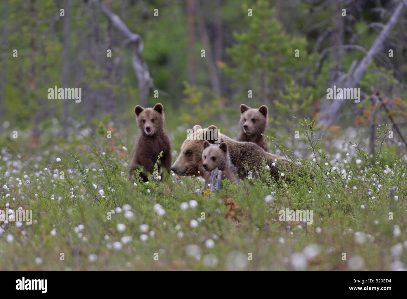 Unione Orso Bruno Ursus arctos madre con i suoi tre cuccioli giacente in erba di cotone in una foresta in Finlandia Europa Foto Stock