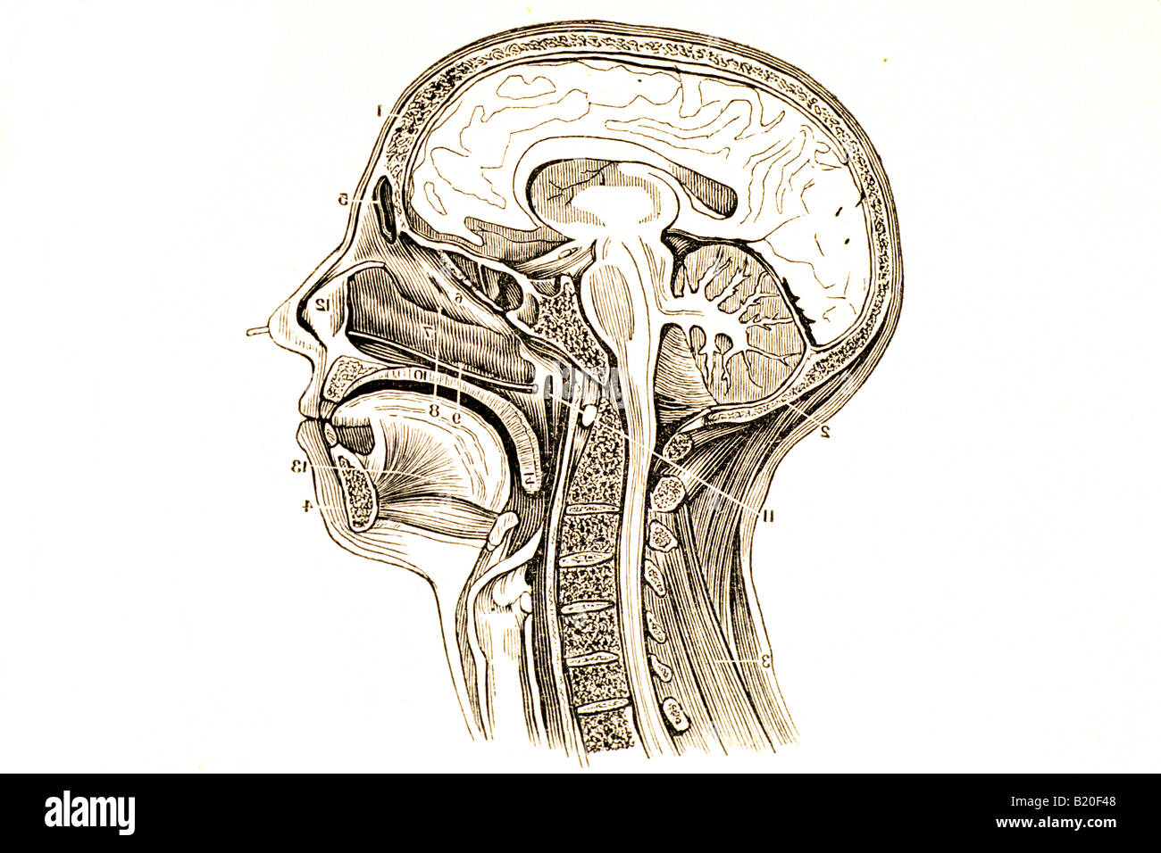Immagine che mostra la sezione verticale della testa e del collo Foto Stock