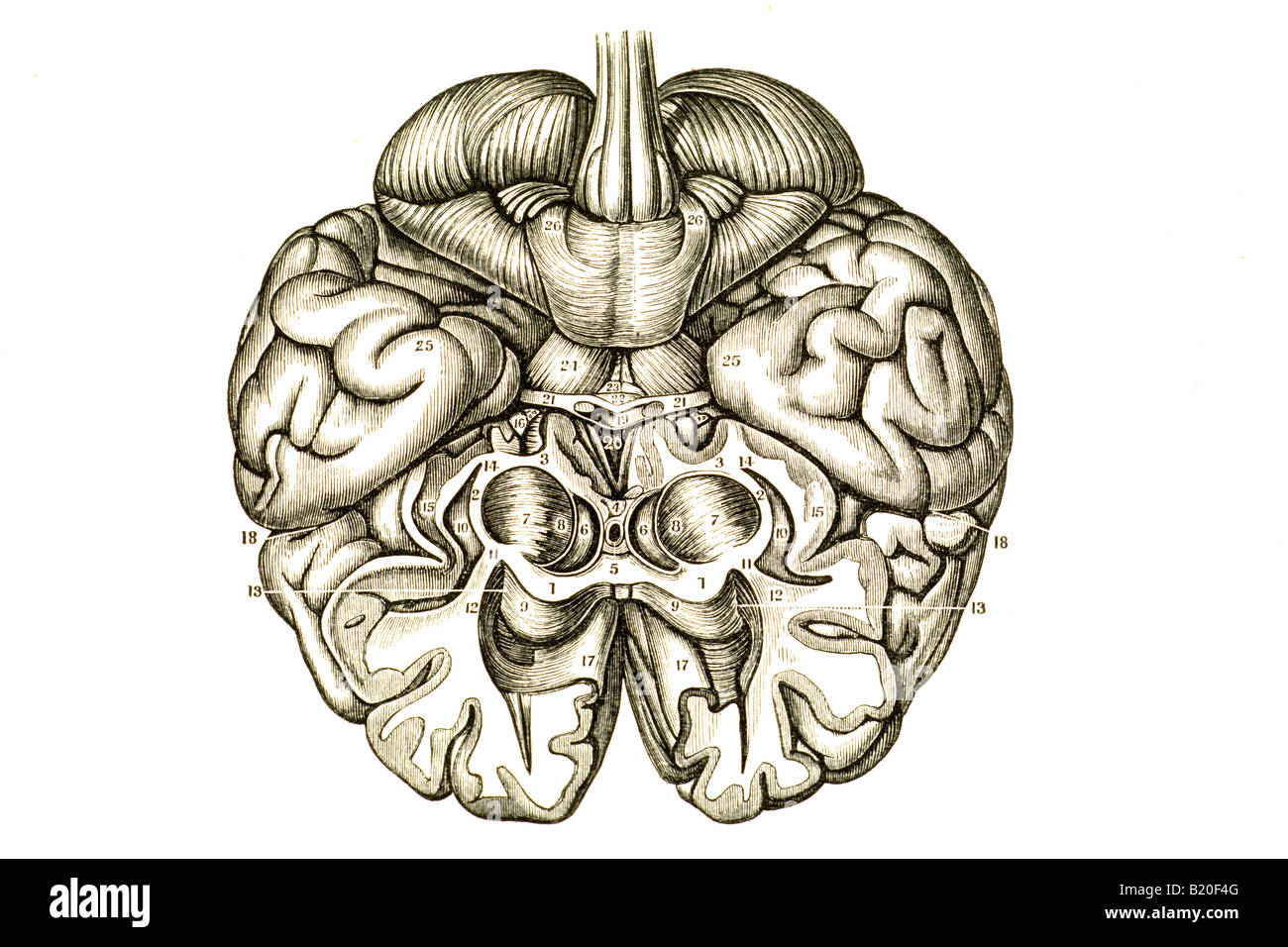 Illustrazione cervello emisfero cerebrale Foto Stock