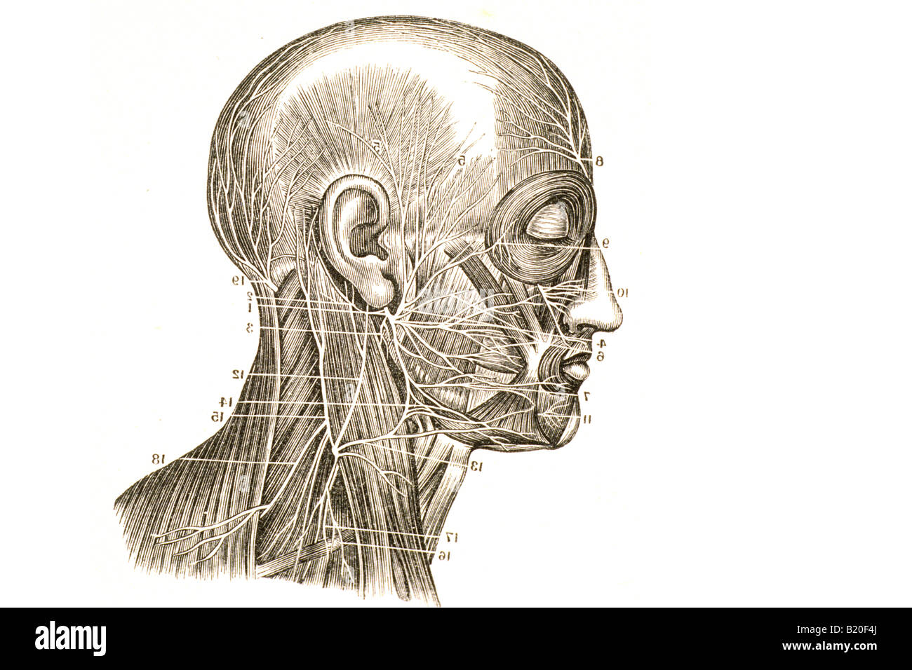 Illustrazione del nervo facciale rami del plesso cervicale Foto Stock