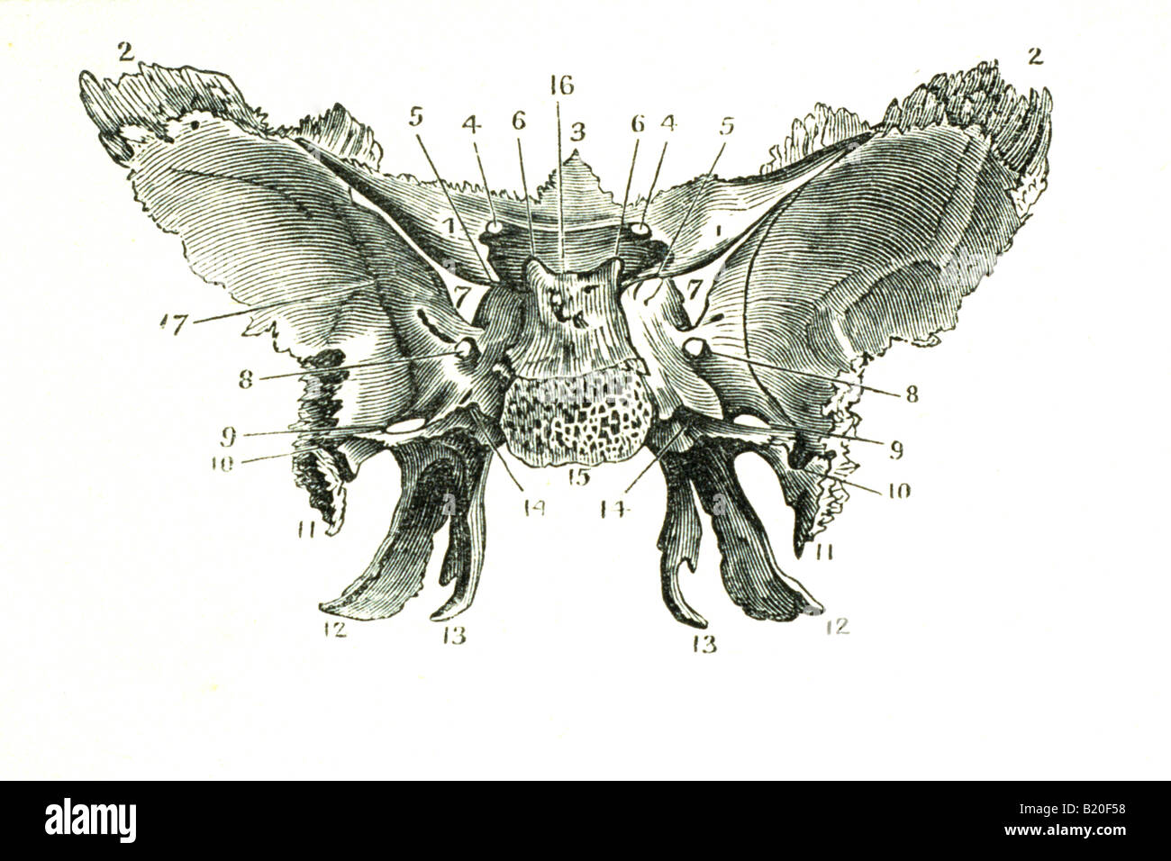 Illustrazione della superficie cerebrale SFENOIDE Foto Stock