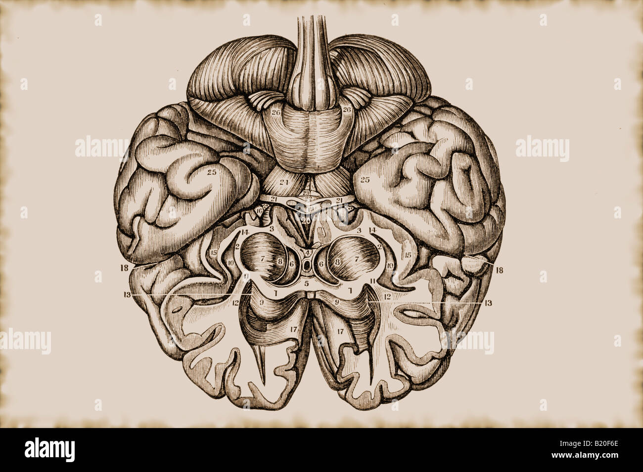 Illustrazione cervello emisfero cerebrale Foto Stock