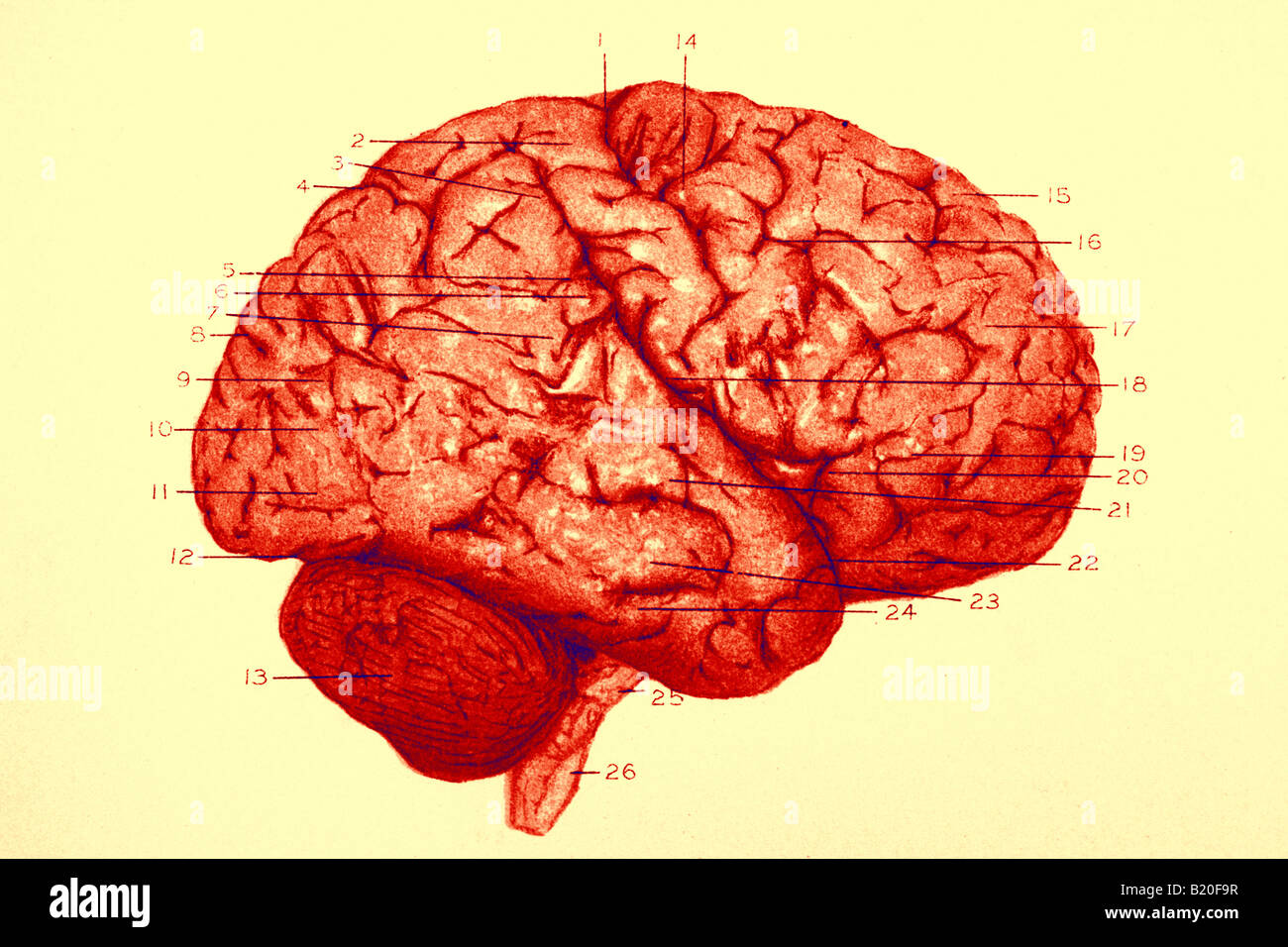 Illustrazione convoluzioni emisfero destro del cervello Foto Stock