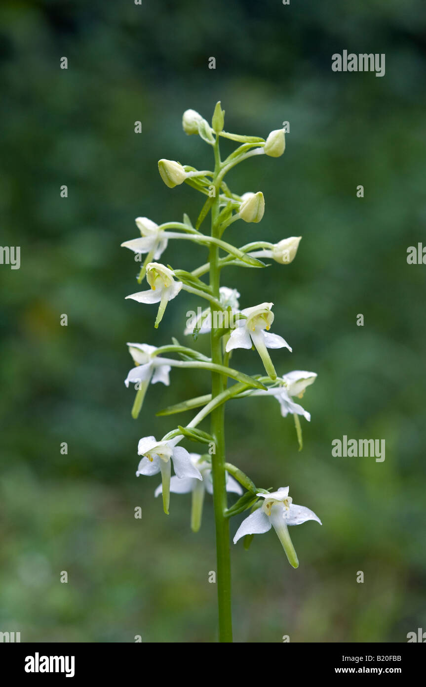 Maggiore butterfly orchid (platanthera chlorantha) Foto Stock