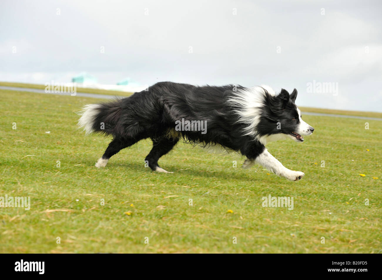 Border Collie cane di pecora in esecuzione Foto Stock