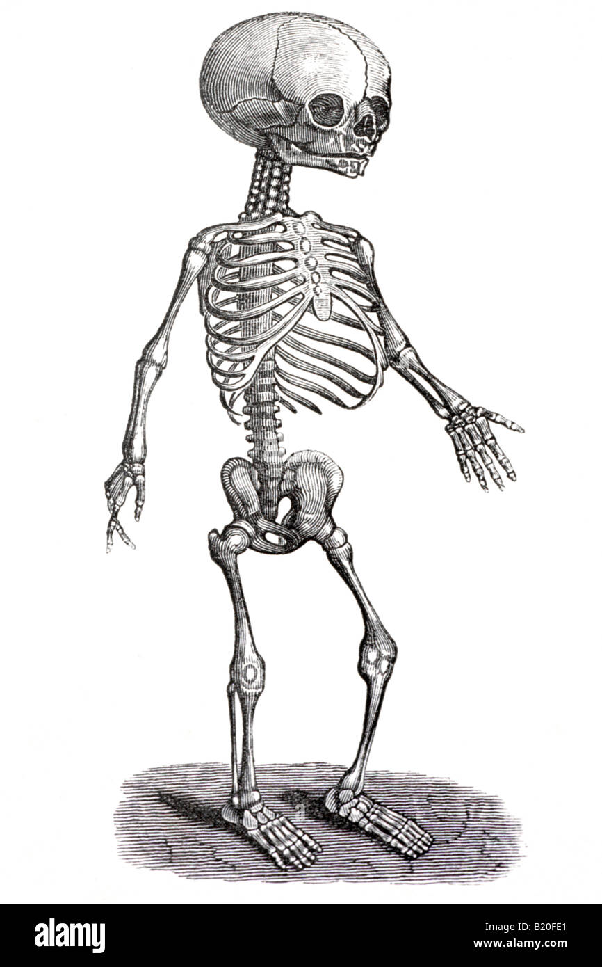 Illustrazione umano scheletro fetale Foto Stock