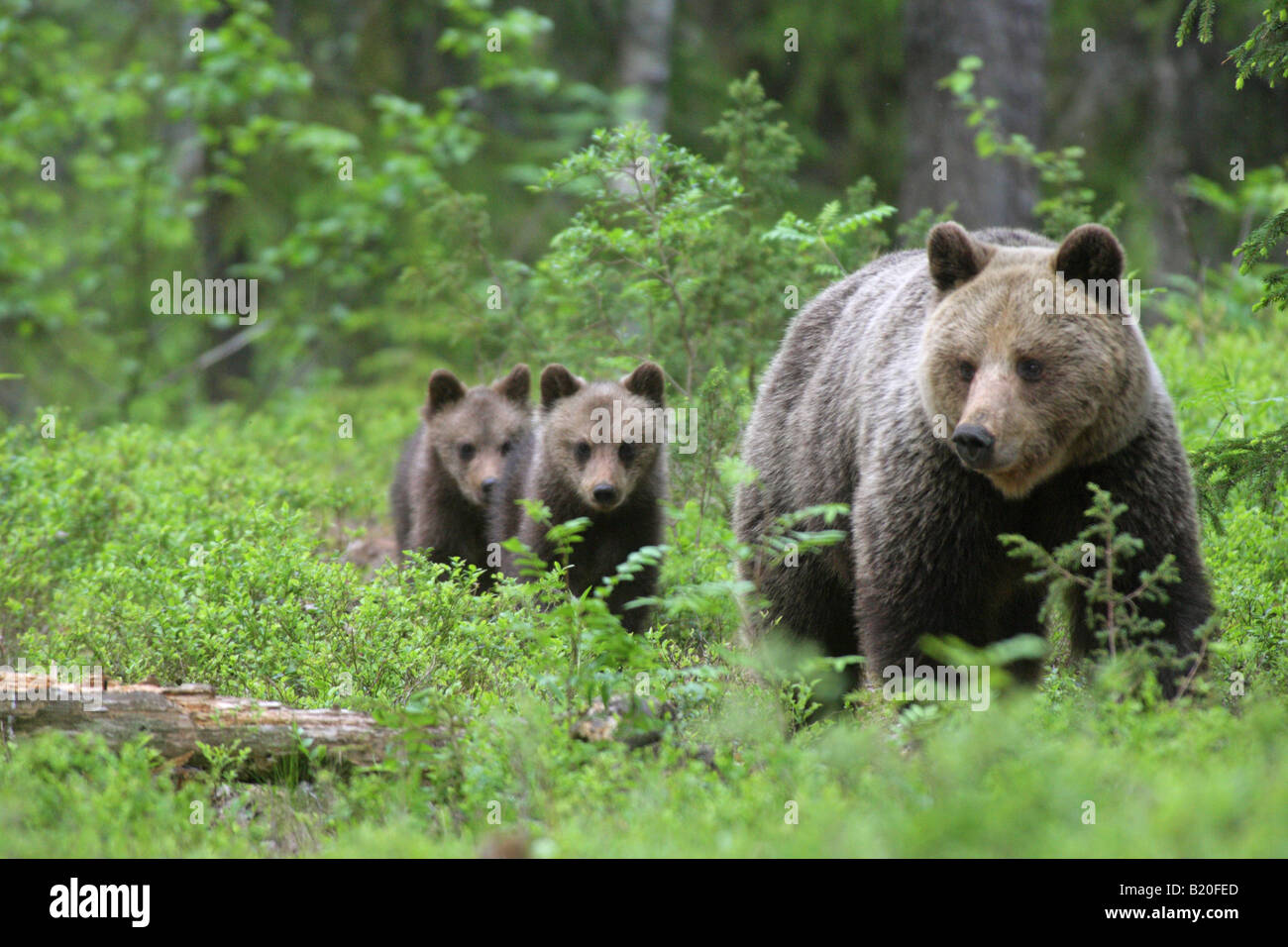 Unione Orso Bruno Ursus arctos madre con i suoi due cuccioli a camminare in una foresta in Finlandia Europa Foto Stock