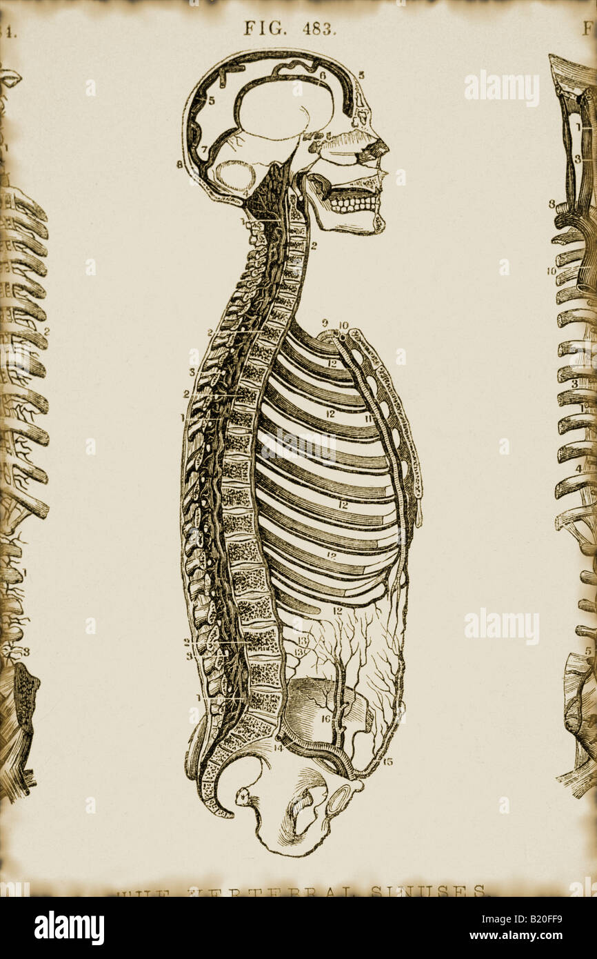 ILLUS ILLUSTRAZIONE CRANIO COLONNA VERTEBRALE seni Foto Stock