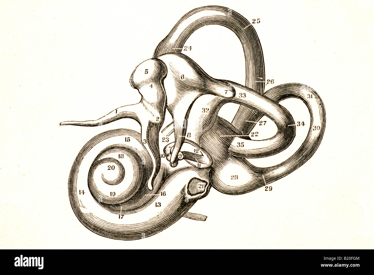 Illustrazione Le ossa del timpano dell'orecchio e del labirinto Foto Stock