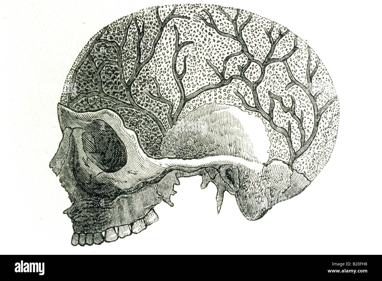 Cranio illustrazione che mostra i canali per le vene Foto Stock