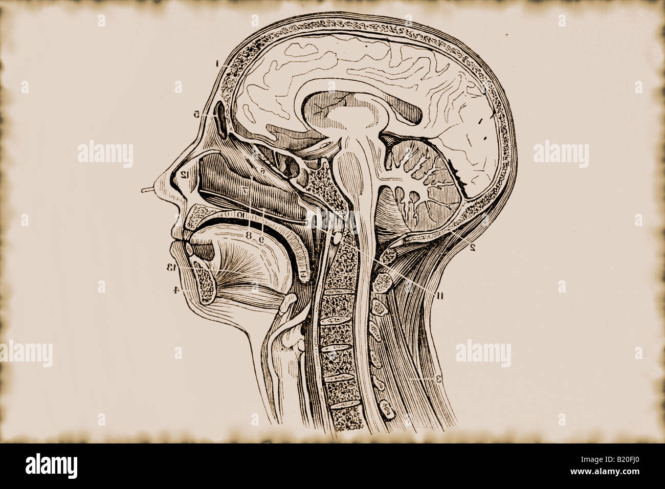 ILLUS Cranio cervello sezione verticale della testa e del collo Foto Stock