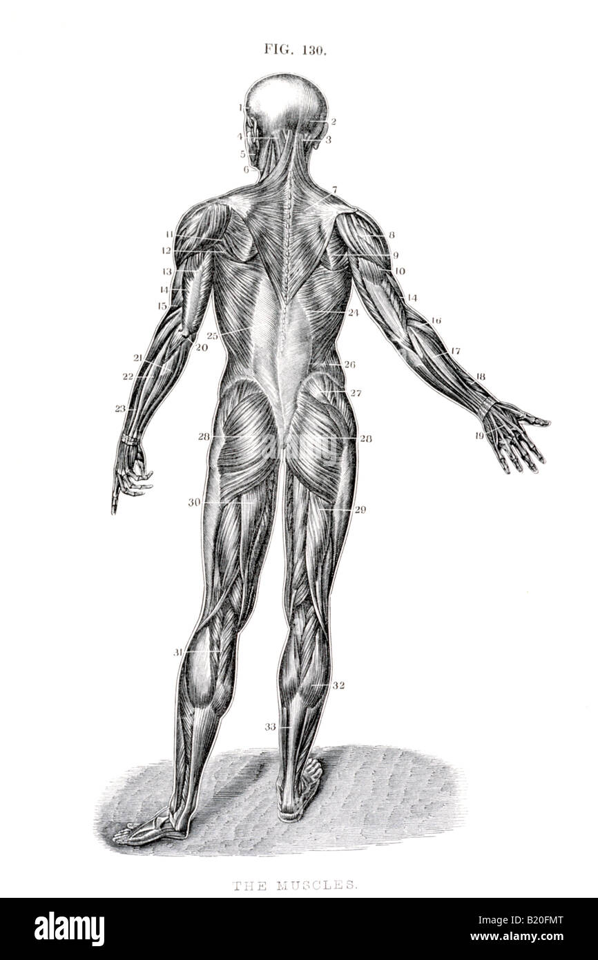 Illustrazione dei muscoli del corpo umano vista posteriore Foto Stock