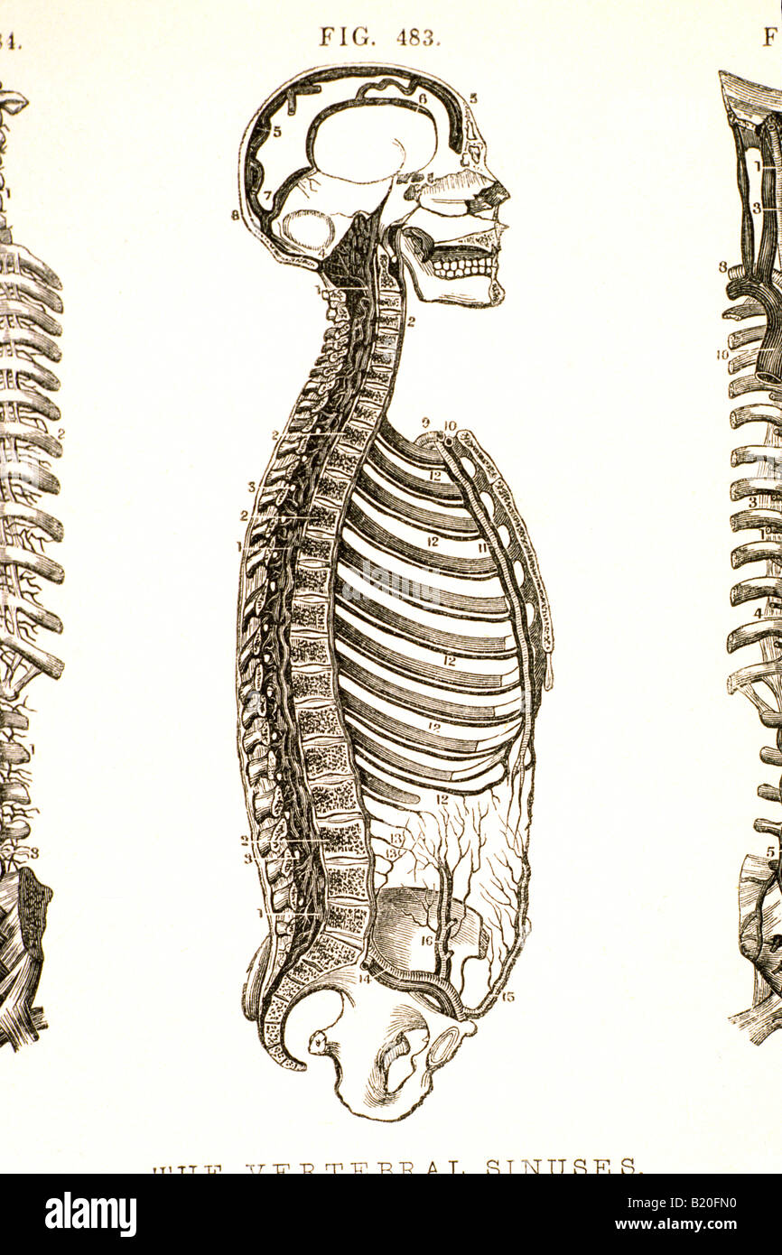 Immagine che mostra il cranio e la colonna vertebrale dei seni Foto Stock