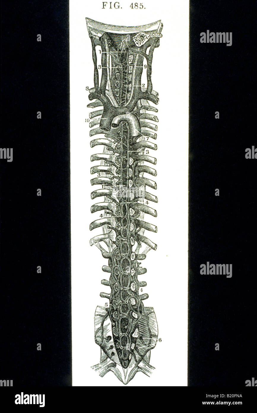 Illustrazione vista anteriore dei seni vertebrali Foto Stock