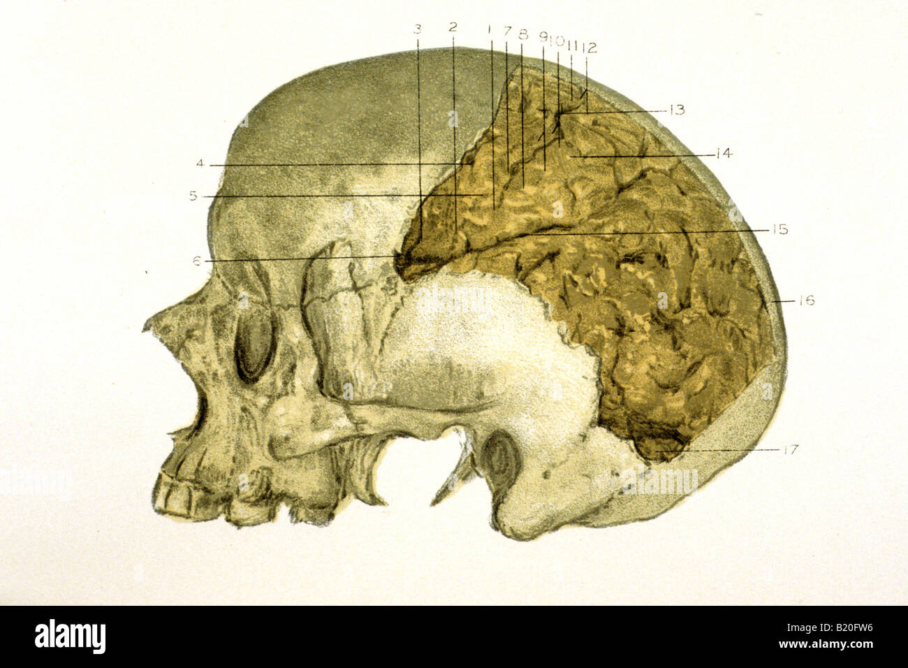 Immagine che mostra il cranio con emisfero CEREBREL mostrato Foto Stock