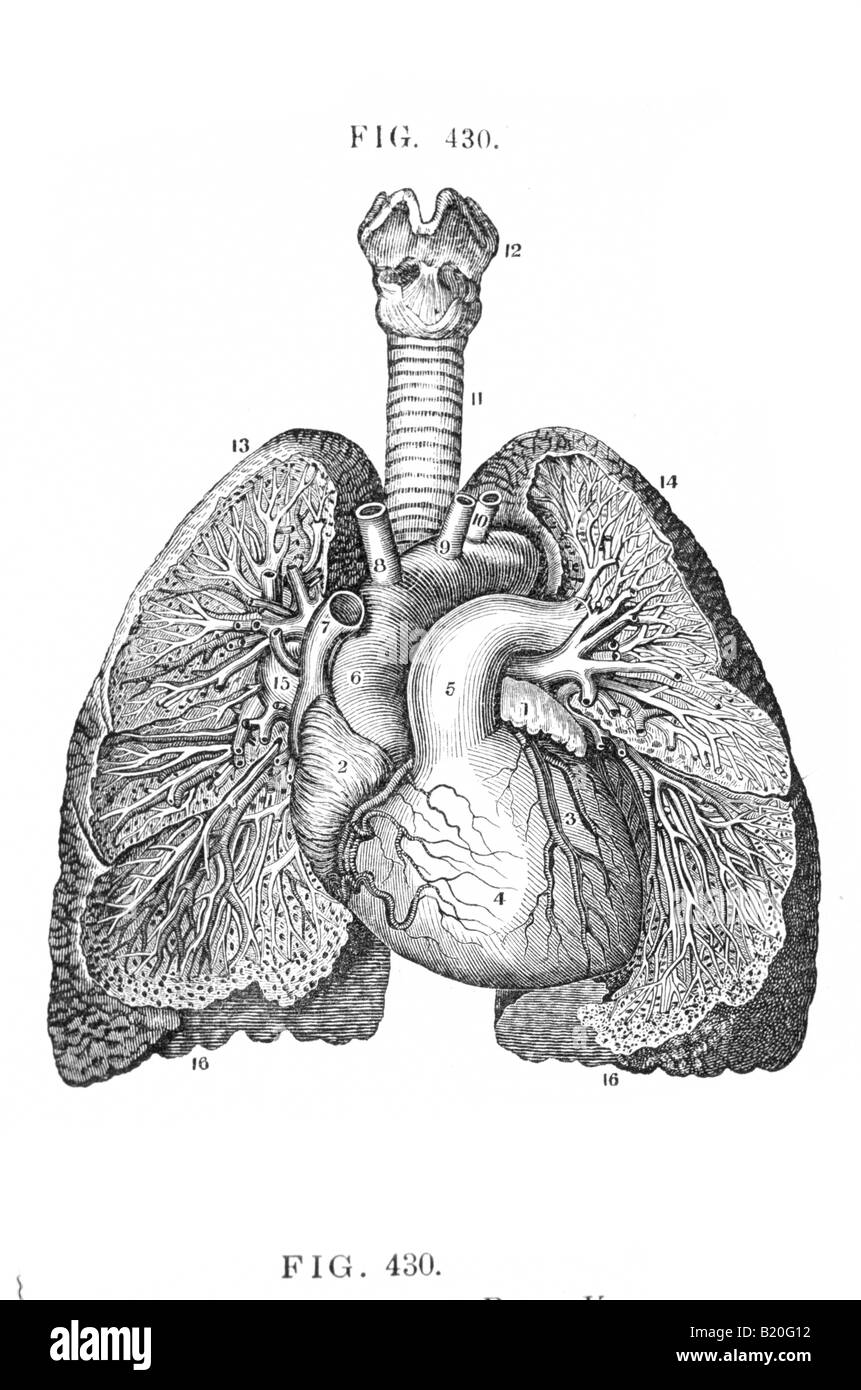 Illustrazione BRONCHIA e vasi sanguigni dei polmoni Foto Stock