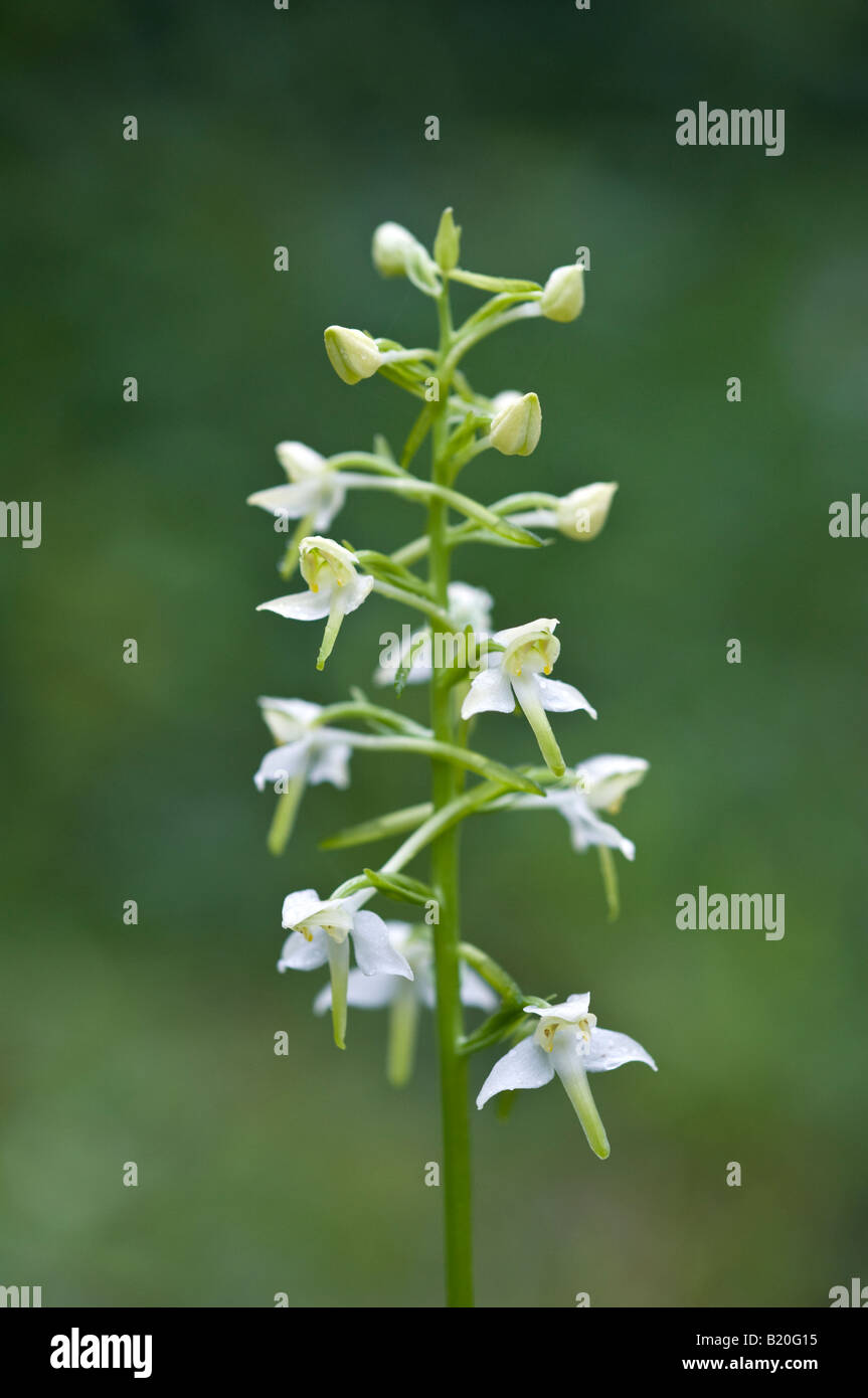 Maggiore butterfly orchid (platanthera chlorantha) Foto Stock