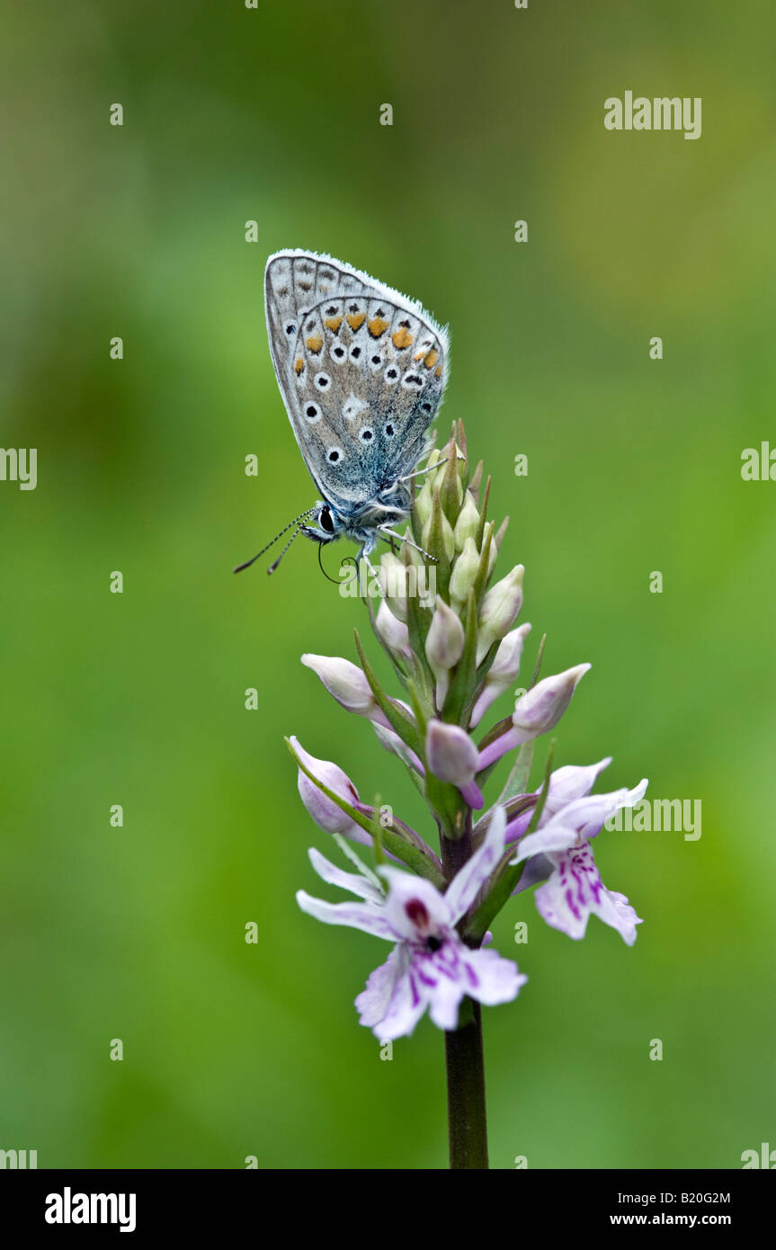 Comune di blue butterfly (Polyommatus icarus) su comuni maculato (orchidea Dactylorhiza fuchsii) Foto Stock
