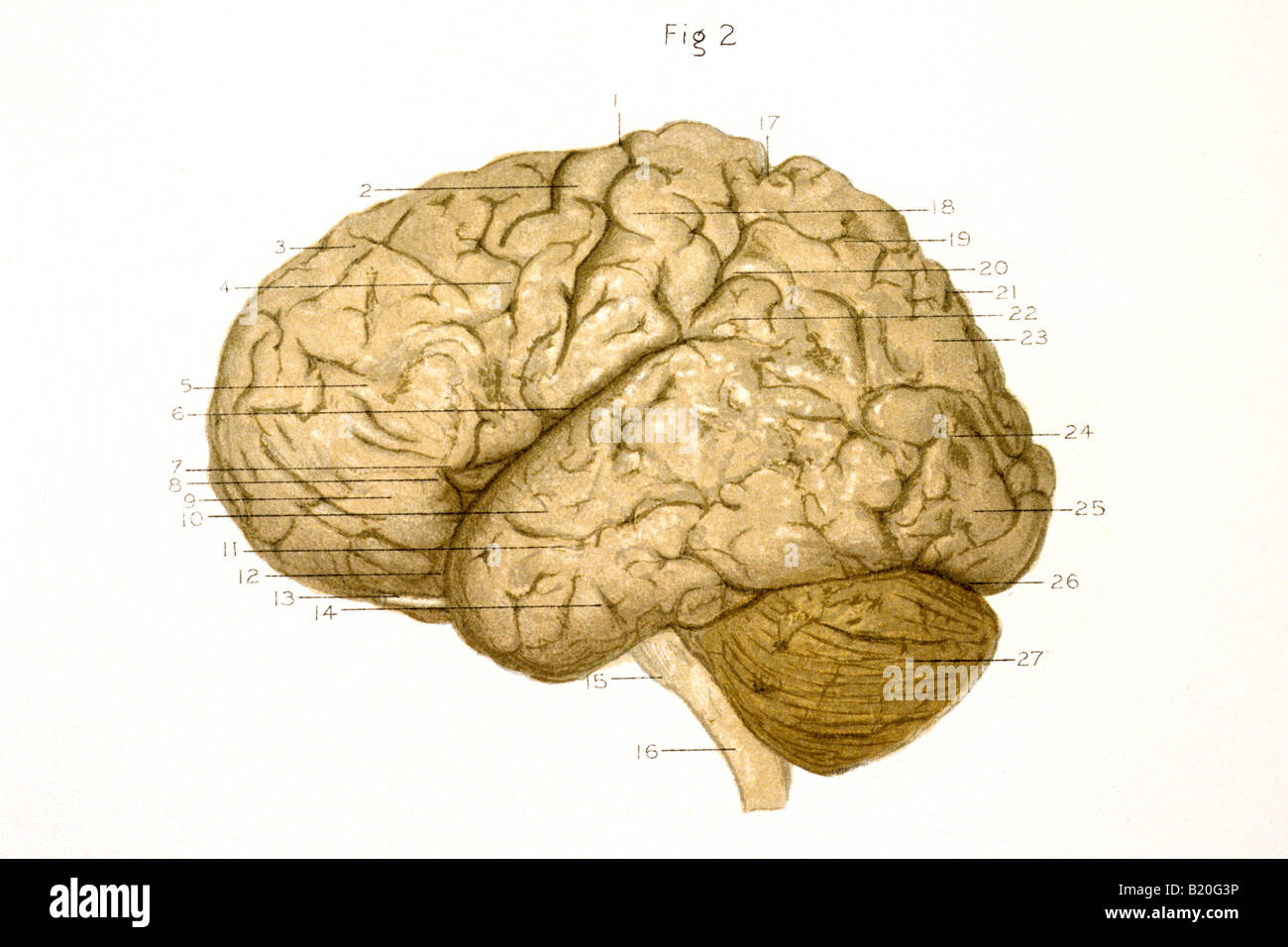 Illustrazione convoluzioni emisfero sinistro del cervello Foto Stock