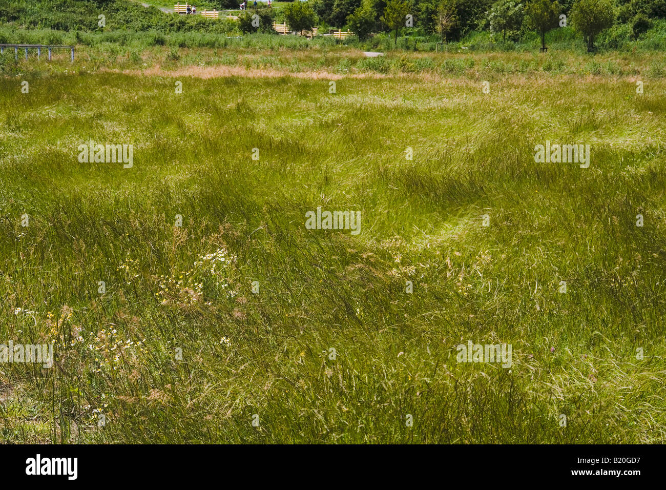 Campo di erba spazzate dal vento Newport zone umide Uskmouth SE Wales UK Foto Stock