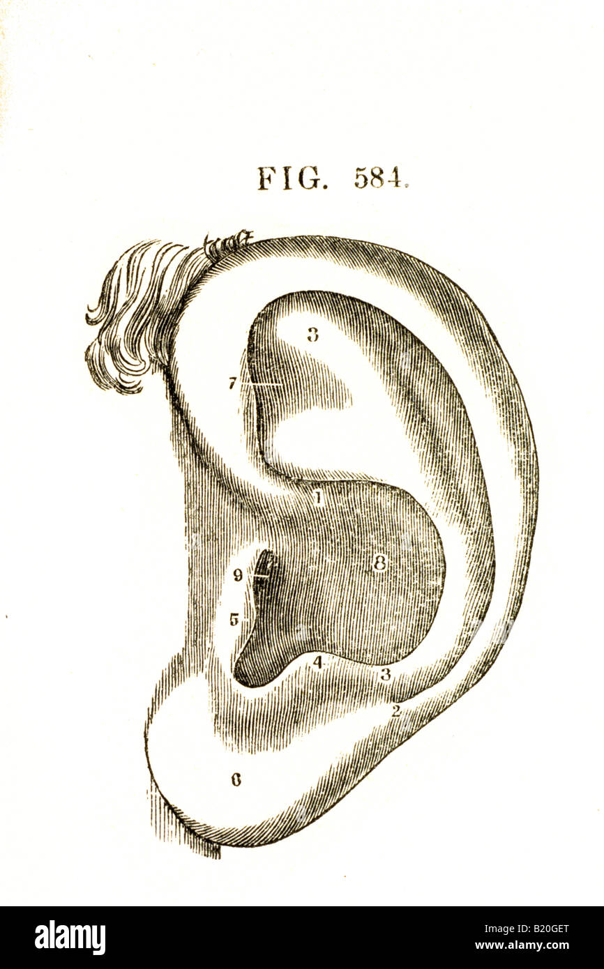 Illustrazione orecchio esterno audizione Foto Stock