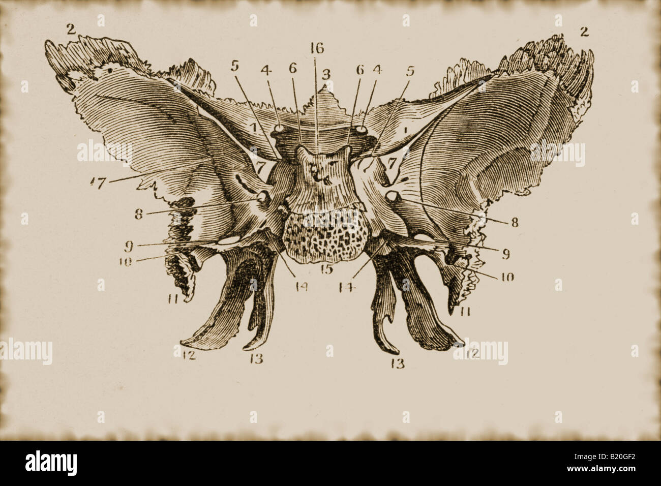 Illustrazione della superficie cerebrale SFENOIDE Foto Stock