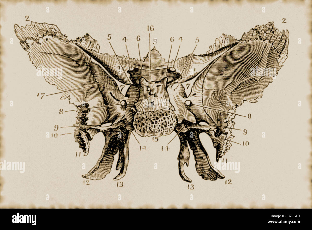 Illustrazione della superficie cerebrale SFENOIDE Foto Stock