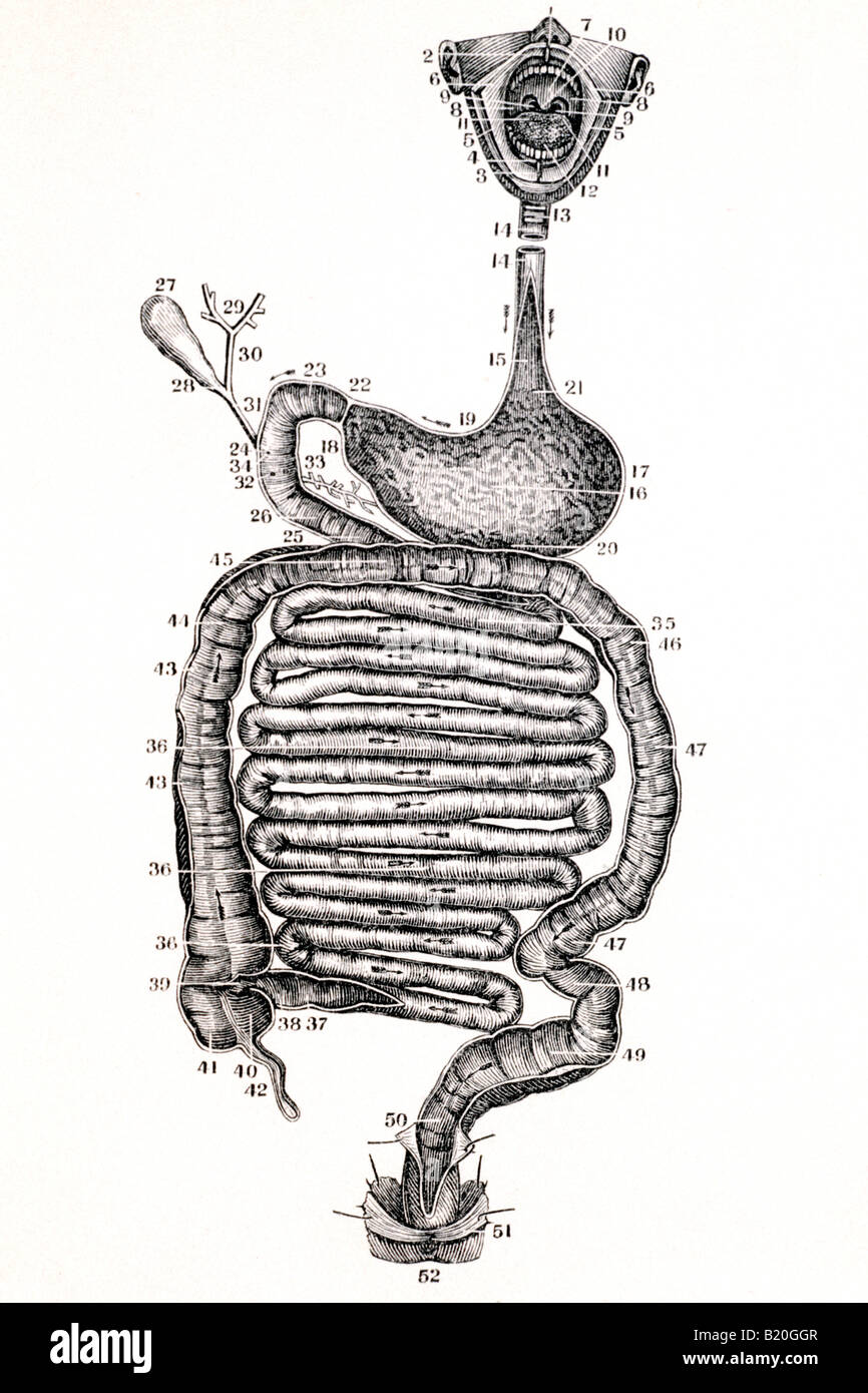 Illustrazione organi dell'apparato digerente Foto Stock