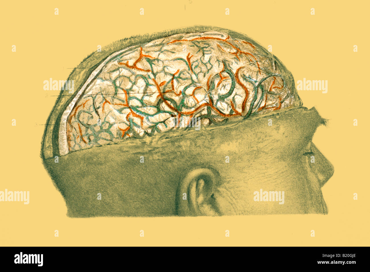 Illustrazione delle navi della PIA MATER CERVELLO Foto Stock