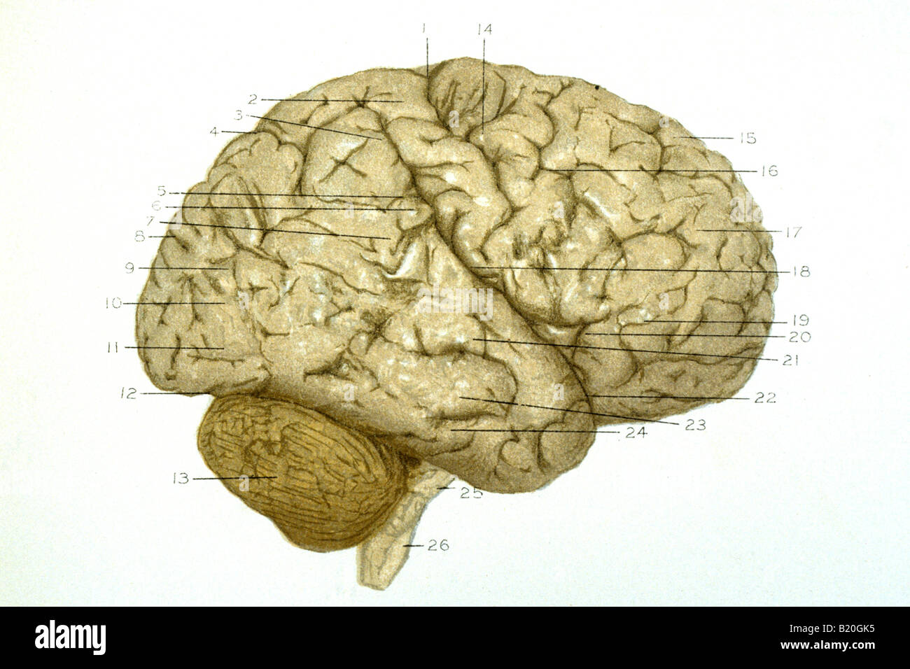 Illustrazione convoluzioni emisfero destro del cervello Foto Stock