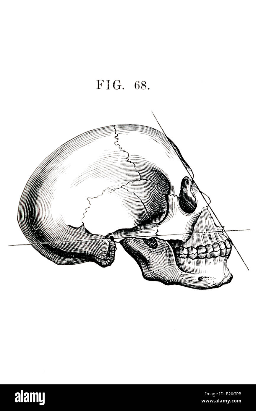 Illustrazione teschio umano VISTA LATERALE Foto Stock