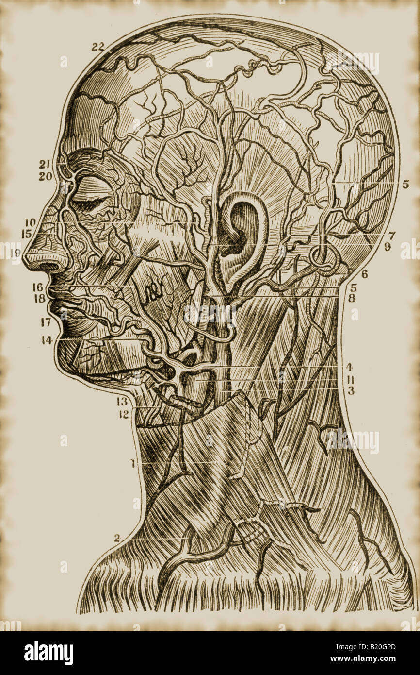 Illustrazione arterie superficiali vene collo capo Foto Stock