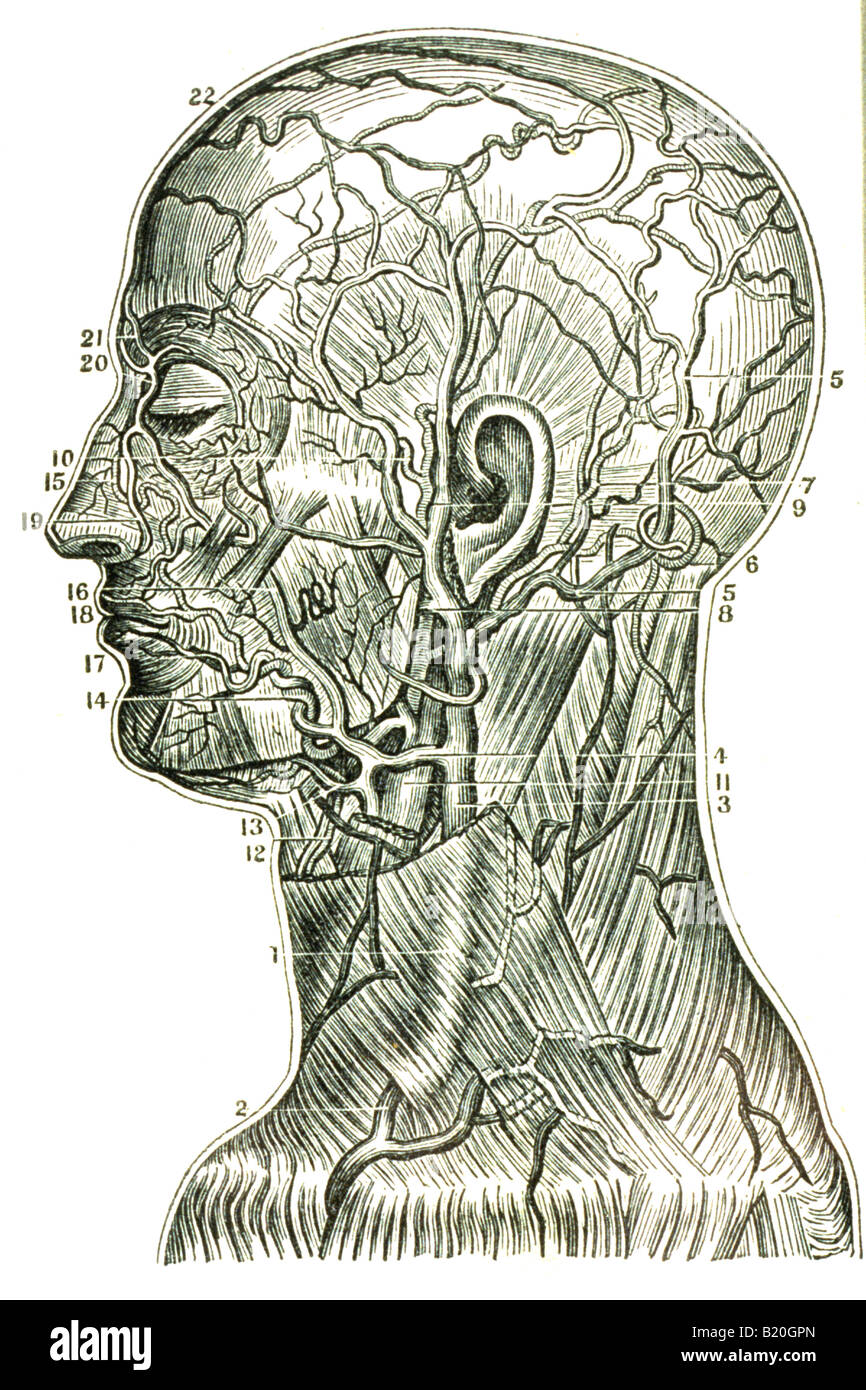 Illustrazione arterie superficiali vene collo capo Foto Stock