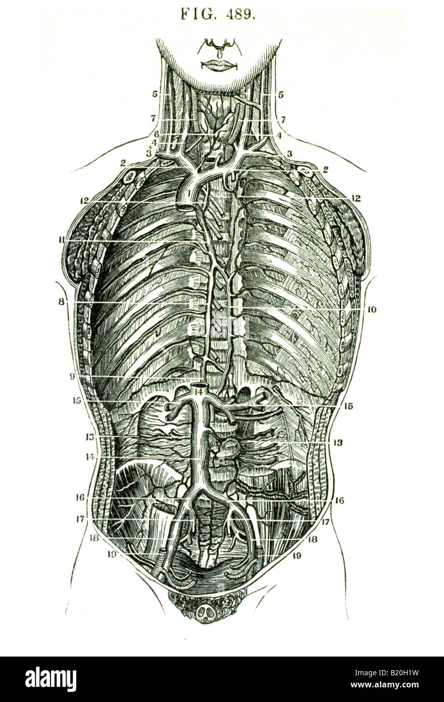 Illustrazione vista anteriore vene del tronco Foto Stock